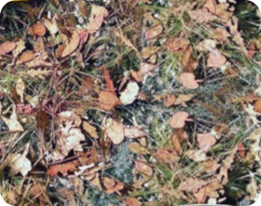 Bladeren en Planten